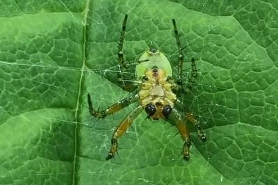 <i>Araniella cucurbitina</i>