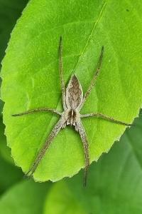 <i>Pisaura mirabilis</i>