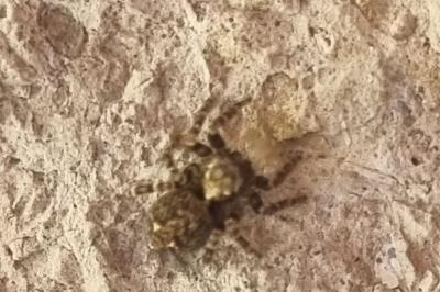 <i>Pseudeuophrys erratica</i>