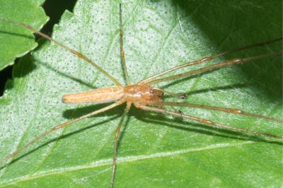 <i>Tetragnatha</i>