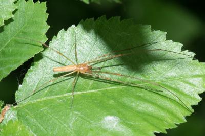 <i>Tetragnatha</i>