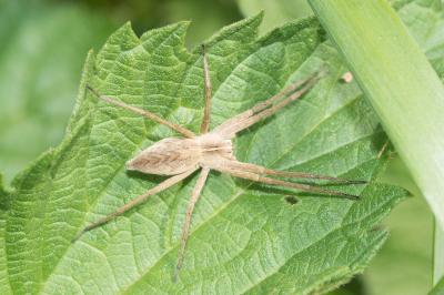 <i>Pisaura mirabilis</i>