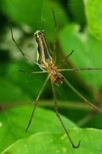 <i>Tetragnatha extensa</i>