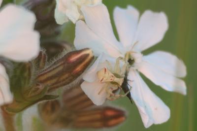 <i>Thomisus onustus</i>