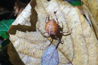 <i>Araneus diadematus</i>
