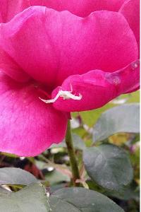 <i>Misumena vatia</i>