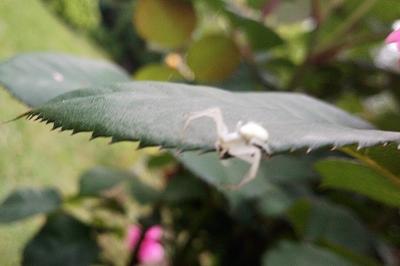 <i>Misumena vatia</i>