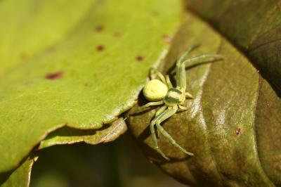 <i>Misumena vatia</i>
