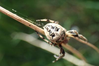 <i>Larinioides</i>