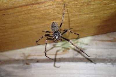 <i>Nuctenea umbratica</i>