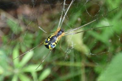 <i>Neriene radiata</i>