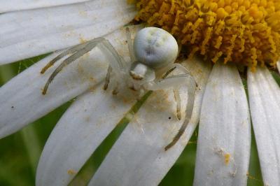 <i>Misumena vatia</i>