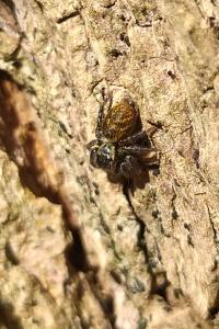 <i>Carrhotus xanthogramma</i>