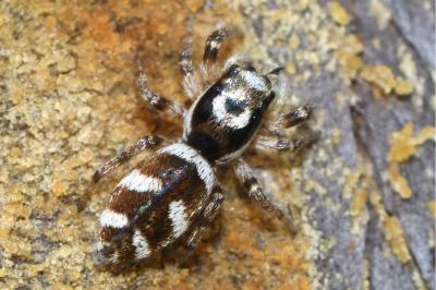 <i>Salticus scenicus</i>