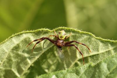 <i>Ebrechtella tricuspidata</i>