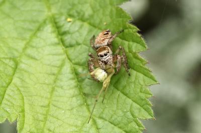 <i>Evarcha arcuata</i>
