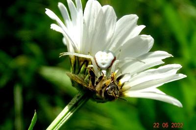 <i>Misumena vatia</i>