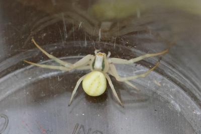 <i>Misumena vatia</i>