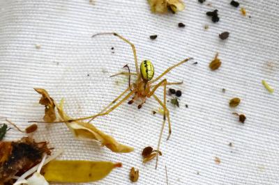 <i>Enoplognatha ovata</i>