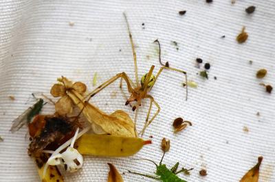 <i>Enoplognatha ovata</i>