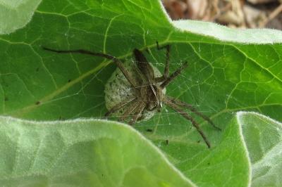 <i>Pisaura mirabilis</i>