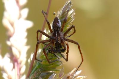<i>Pisaura mirabilis</i>