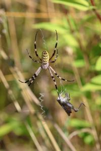 <i>Argiope bruennichi</i>