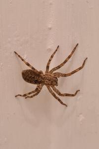 <i>Zoropsis spinimana</i>
