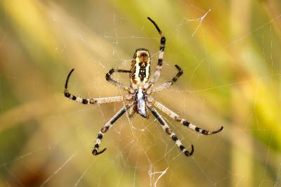 <i>Argiope bruennichi</i>