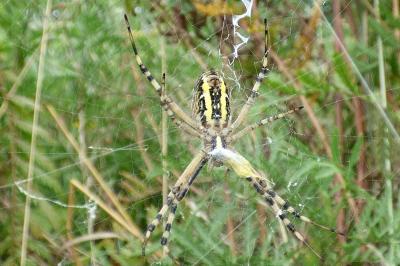 <i>Argiope bruennichi</i>