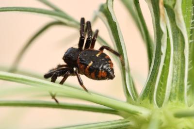 <i>Synema globosum</i>