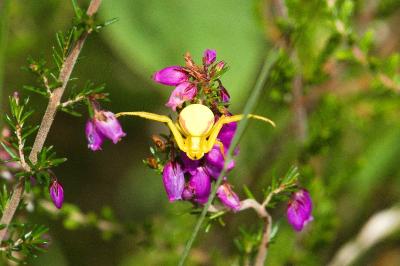 <i>Misumena vatia</i>