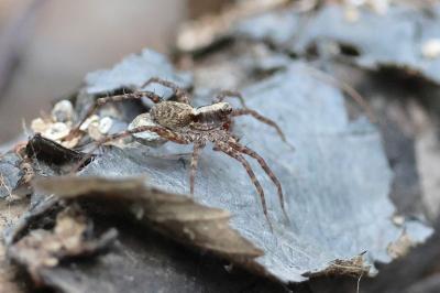 <i>Pardosa</i>