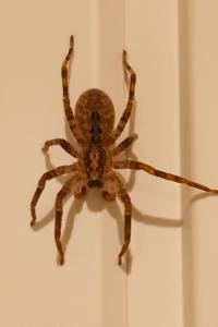 <i>Zoropsis spinimana</i>