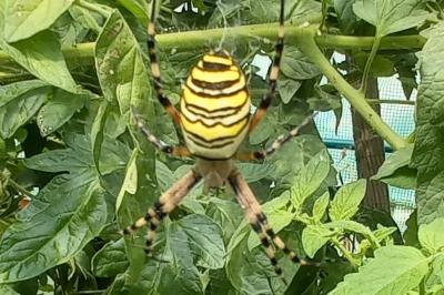 <i>Argiope bruennichi</i>