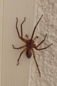 <i>Zoropsis spinimana</i>