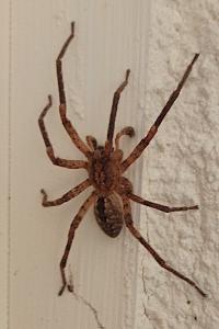 <i>Zoropsis spinimana</i>