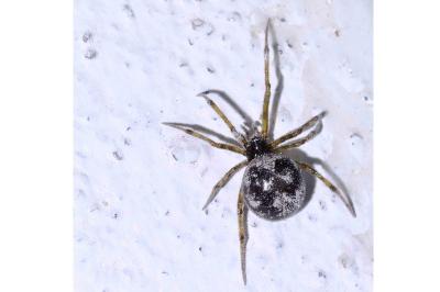 <i>Steatoda grossa</i>