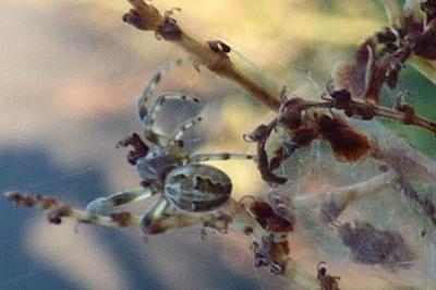 <i>Larinioides</i>