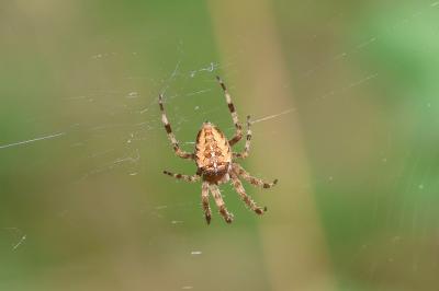 <i>Araneus diadematus</i>