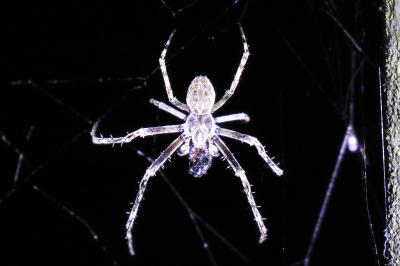 <i>Larinioides sclopetarius</i>