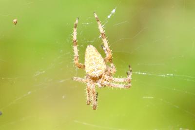 <i>Araneus diadematus</i>