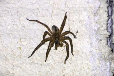 <i>Zoropsis spinimana</i>