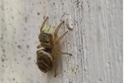 <i>Heliophanus tribulosus</i>