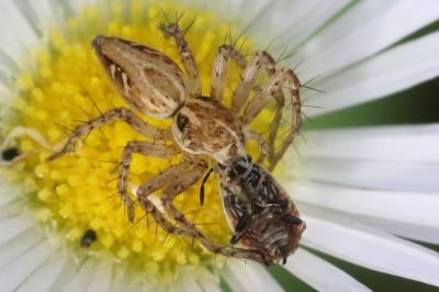 <i>Oxyopes heterophthalmus</i>
