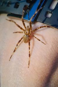 <i>Araneus diadematus</i>