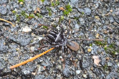 <i>Atypus</i>