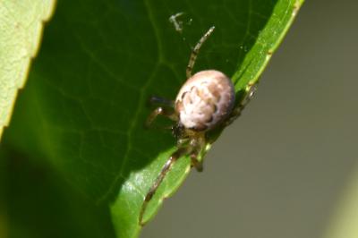<i>Zygiella</i>