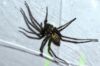 <i>Eratigena</i>