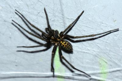 <i>Eratigena</i>